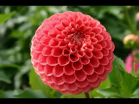 Play natural flowers  and enjoy natural flowers with UptoPlay