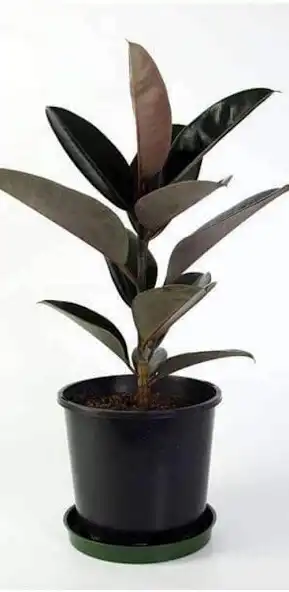 Play Natural Green nursery  and enjoy Natural Green nursery with UptoPlay