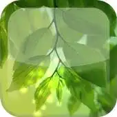 Free play online Natural Leaf S5 Live Wallpaper APK Free play online Natural Leaf S5 Live Wallpaper APK