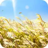 Free play online Natural Reed APK