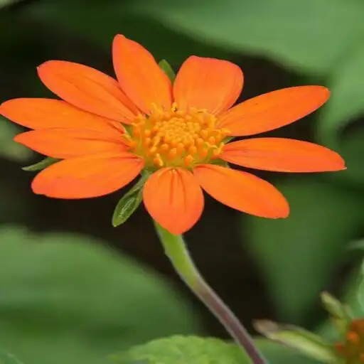 Play natural roses wallpapers APK