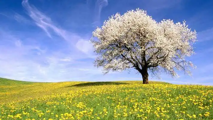 Play Nature Backgrounds