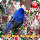 Free play online Nature Birds For Ringtones APK Free play online Nature Birds For Ringtones APK