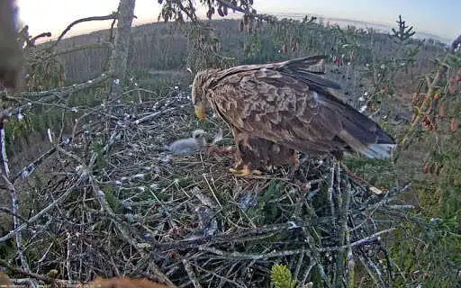 Play Nature Cameras  and enjoy Nature Cameras with UptoPlay