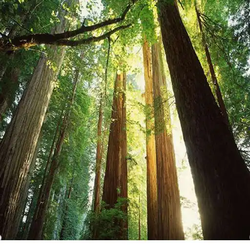 Play Nature Forest Sounds Relax APK