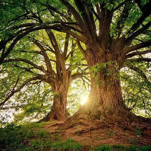 Play Nature HD Wallpapers 2022 APK Play Nature HD Wallpapers 2022 APK