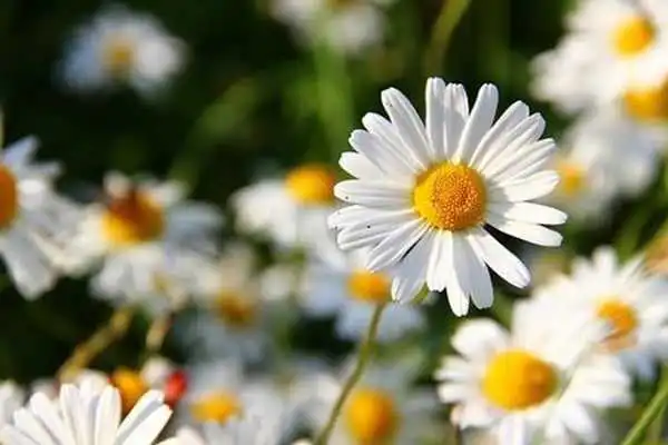 Play Nature Images
