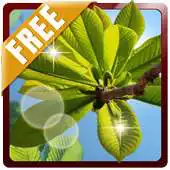 Free play online Nature Landscape 3D Free Live APK