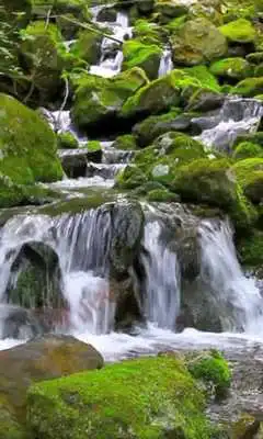 Play Nature Live Wallpaper