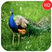 Free play online Nature Relaxing Sound APK Free play online Nature Relaxing Sound APK