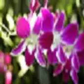 Free play online Nature Singapore APK