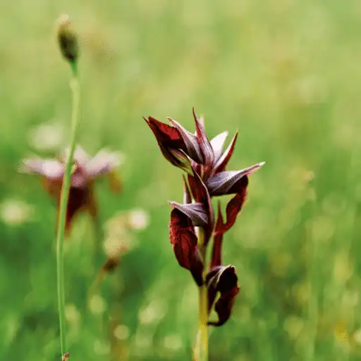 Play Nature sounds - Relaxing Music APK