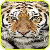 Free play online Nature Tiger wallpaper APK