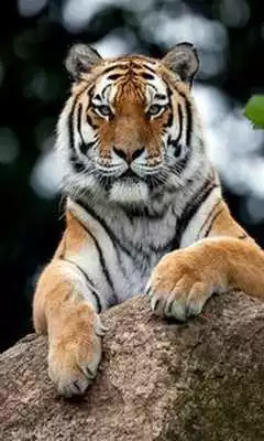 Play Nature Tiger wallpaper