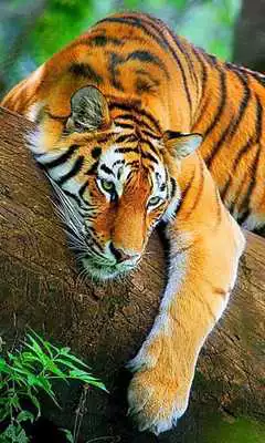 Play Nature Tiger wallpaper