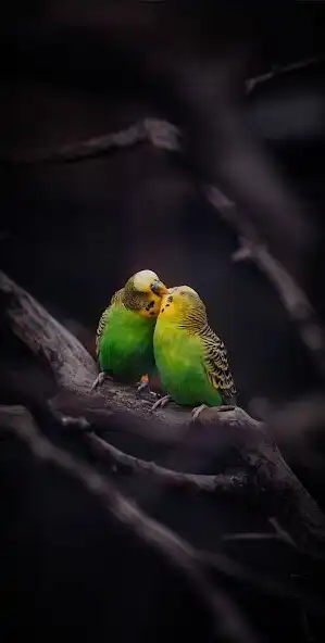 Play Nature Video Wallpaper as an online game online Nature Video Wallpaper with UptoPlay Play Nature Video Wallpaper as an online game Nature Video Wallpaper with UptoPlay