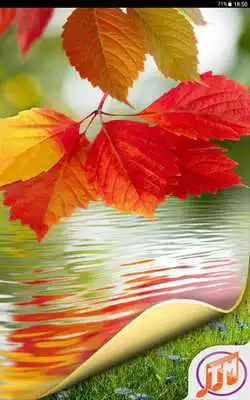 Play Nature Wallpaper HD Free