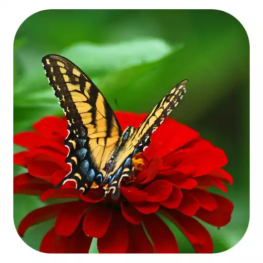 Play Nature Wallpapers & Backgrounds APK Play Nature Wallpapers & Backgrounds APK
