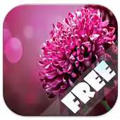 Free play online Nature Wallpapers hd free APK