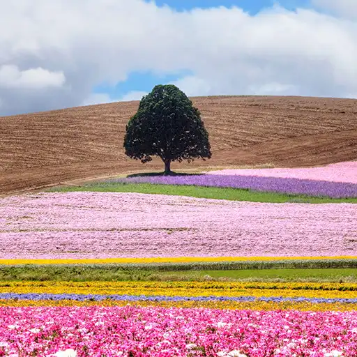 Run free android online Nature Wallpapers APK Run free android online Nature Wallpapers APK