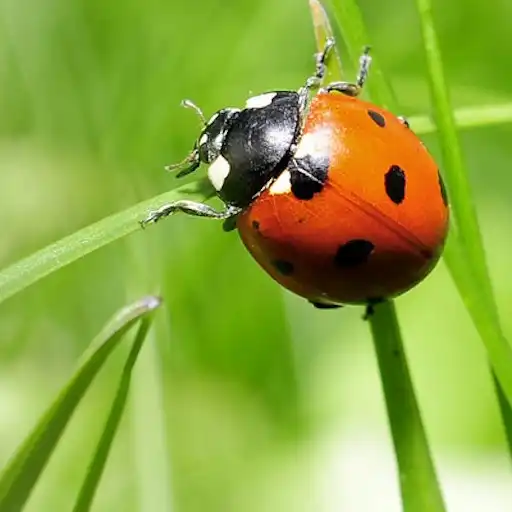 Play NatureWorld APK