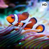 Free play online Nemo Wallpaper APK