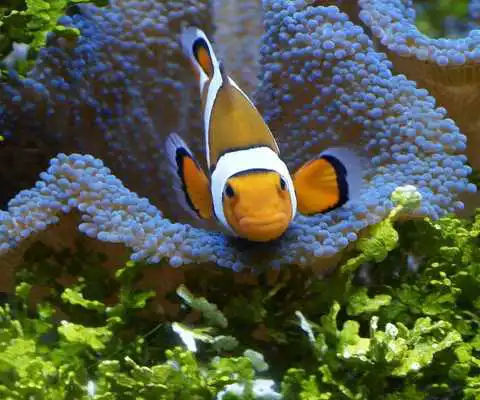 Play Nemo Wallpaper