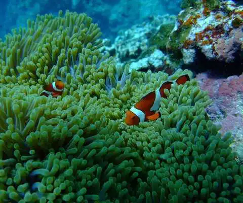 Play Nemo Wallpaper