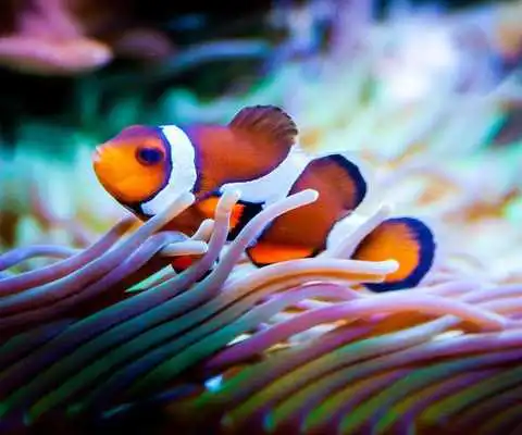 Play Nemo Wallpaper