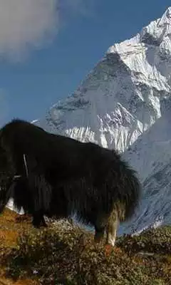 Play Nepal wallpapers