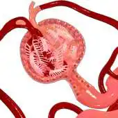 Free play online Nephron Blood Vessels 3D APK