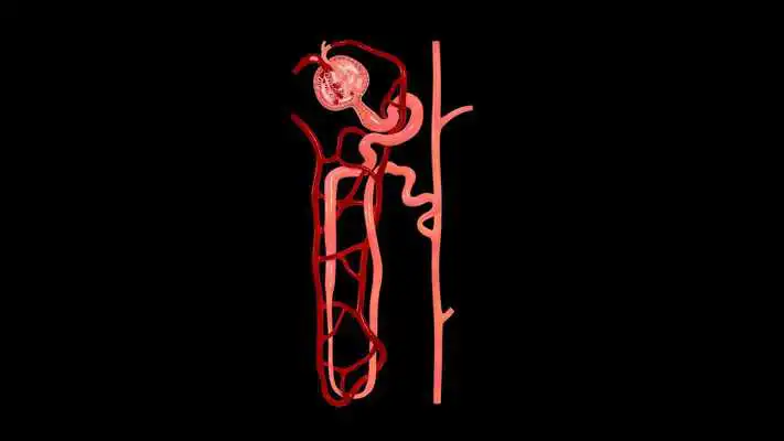 Play Nephron Blood Vessels 3D Play Nephron Blood Vessels 3D