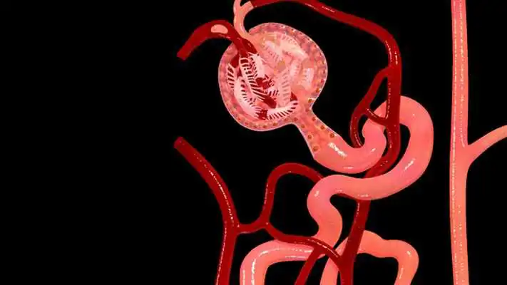 Play Nephron Blood Vessels 3D Play Nephron Blood Vessels 3D