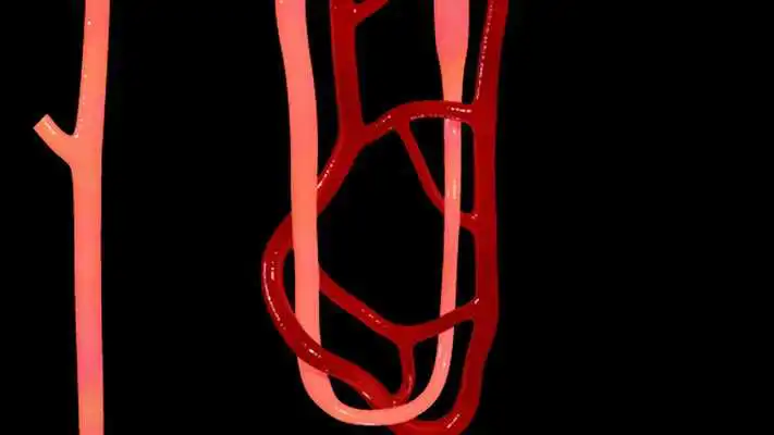Play Nephron Blood Vessels 3D Play Nephron Blood Vessels 3D