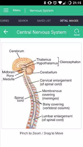 Play Nervous System Reference Guide