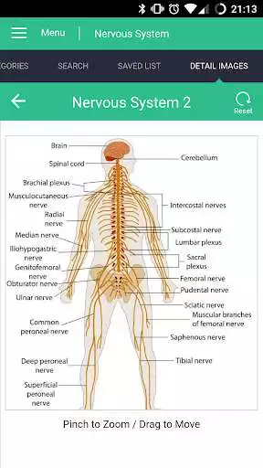 Play Nervous System Reference Guide