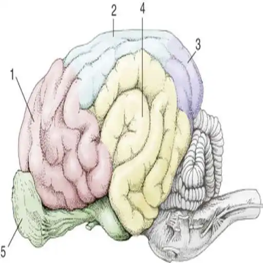 Free play online NeuroBasics APK Free play online NeuroBasics APK