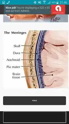 Play NeuroBasics
