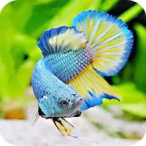 Play New beta fish APK