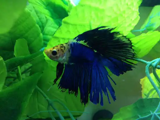 Play New beta fish as an online game New beta fish with UptoPlay
