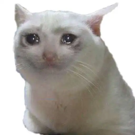 Run free android online New Cat Memes Stickers For WhatsApp WAStickerApps APK Run free android online New Cat Memes Stickers For WhatsApp WAStickerApps APK