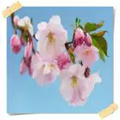 Free play online New Cherry Blossom Onet Game APK