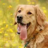 Free play online New Collection Dogs Wallpapers APK Free play online New Collection Dogs Wallpapers APK