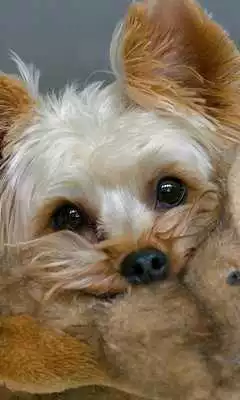 Play New Collection Dogs Wallpapers