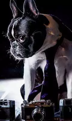 Play New Collection Dogs Wallpapers