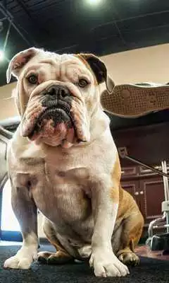 Play New Collection Dogs Wallpapers