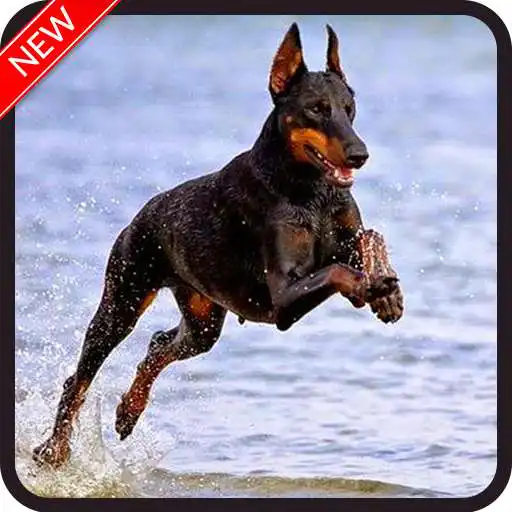 Play New Doberman Dog Wallpaper APK Play New Doberman Dog Wallpaper APK