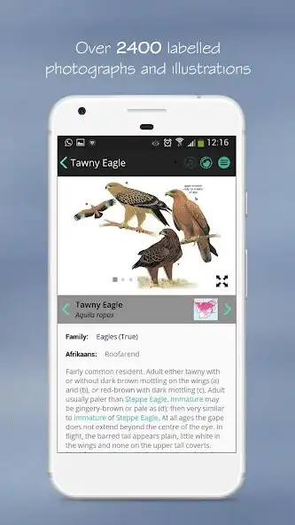 Play Newmans Birds Southern Africa as an online game Newmans Birds Southern Africa with UptoPlay