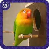 Free play online New Masteran Lovebird Durasi Panjang MP3 APK Free play online New Masteran Lovebird Durasi Panjang MP3 APK