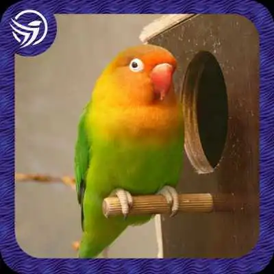 Play New Masteran Lovebird Durasi Panjang MP3